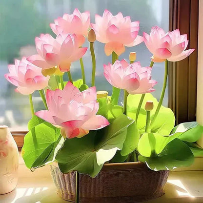 Lotus Flower Seeds