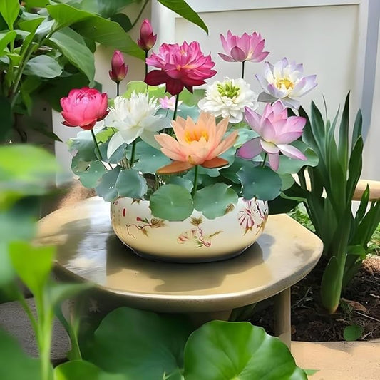 Lotus Flower Seeds