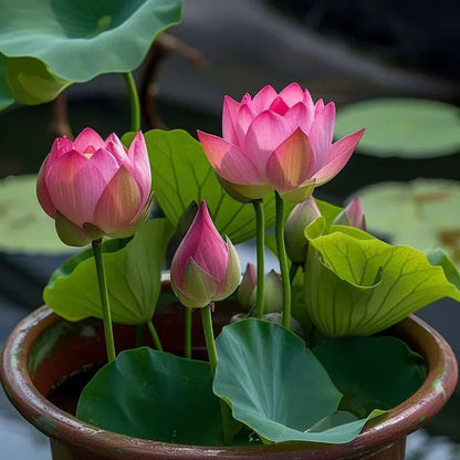 Lotus Flower Seeds