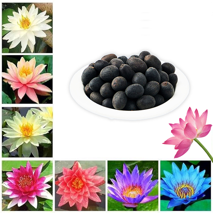 Lotus Flower Seeds