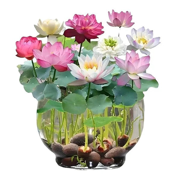 Lotus Flower Seeds